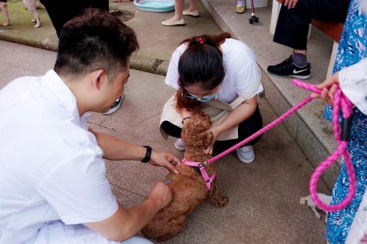 常州一社区推出狗狗集市