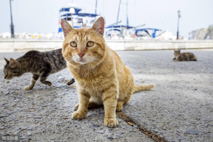 2只流浪猫狗，3张纸条，这背后是热腾腾的人心啊