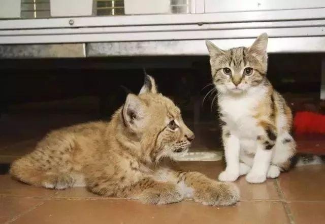 流浪猫去动物园偷食却与小山猫意外邂逅从此住进笼子亲如兄弟