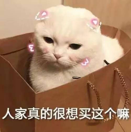 养公猫还是养母猫？有猫养就不错了！