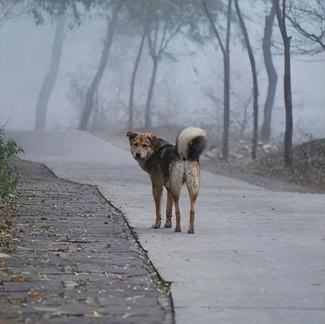 狗狗被揍后的想法你家是哪一种！