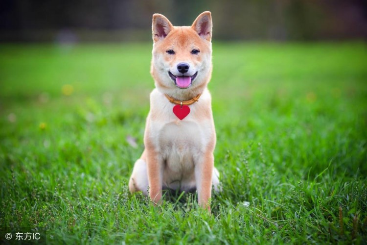 柴犬五大缺点，劝你不要养！