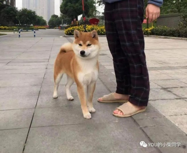 鉴别纯种柴犬看哪些纯种柴犬特征拒绝花冤枉钱