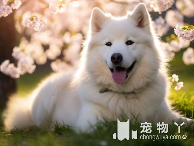 比熊犬和梗犬有关系吗？