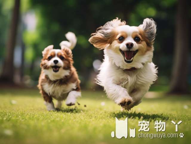 牧羊犬怎么训练得最快？