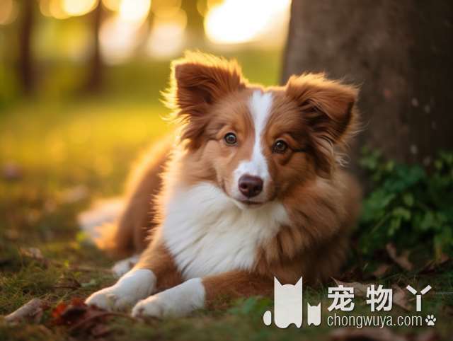 松狮犬有藏獒血统吗？