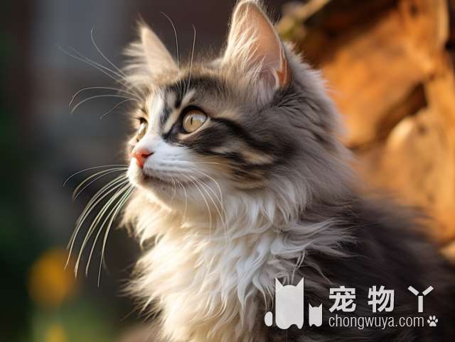 为什么选择哈尔滨大蜜儿的纯猫店寄养?