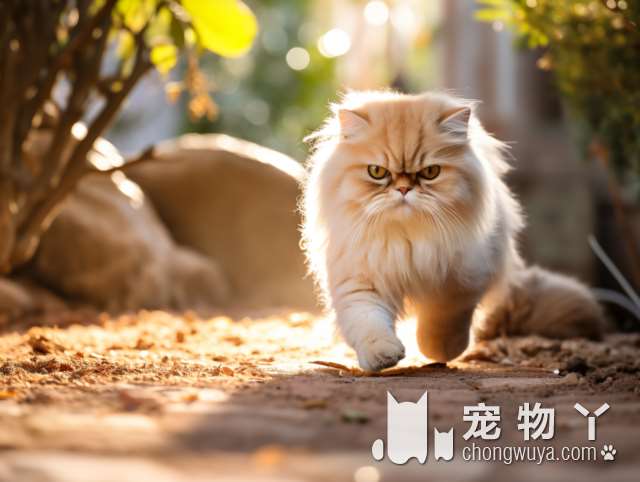 拉布拉多是否凶猛？