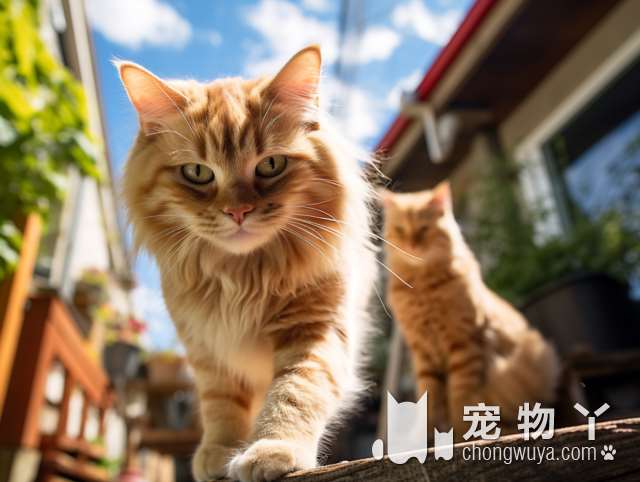 白色的猫有什么品种？