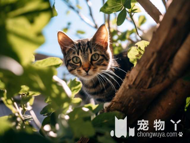 起司猫和狸花猫的区别？