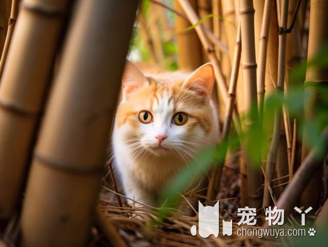 波斯猫的饮食喜好选择