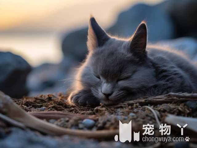 你还吃得下么，日本猪肉料理店养宠物猪当吉祥物