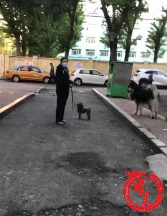 宠物狗咬人 哈尔滨某医院每天接诊100多例
